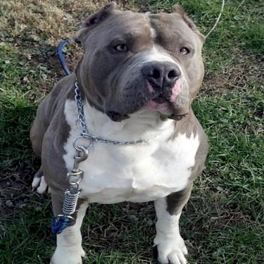 Youngs AHs One Man Congo Pit Bull.jpg